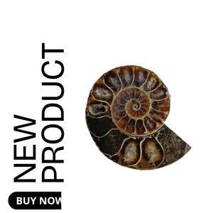NEW Ammonite Fossil Mini Spiral